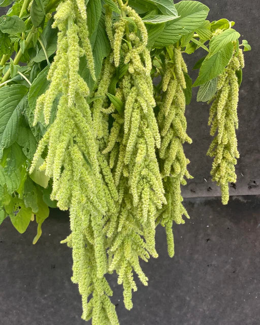 Amaranthus caudatus – Farmer Bailey Inc