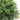 Bupleurum plugs Farmer Bailey Cut Flowers