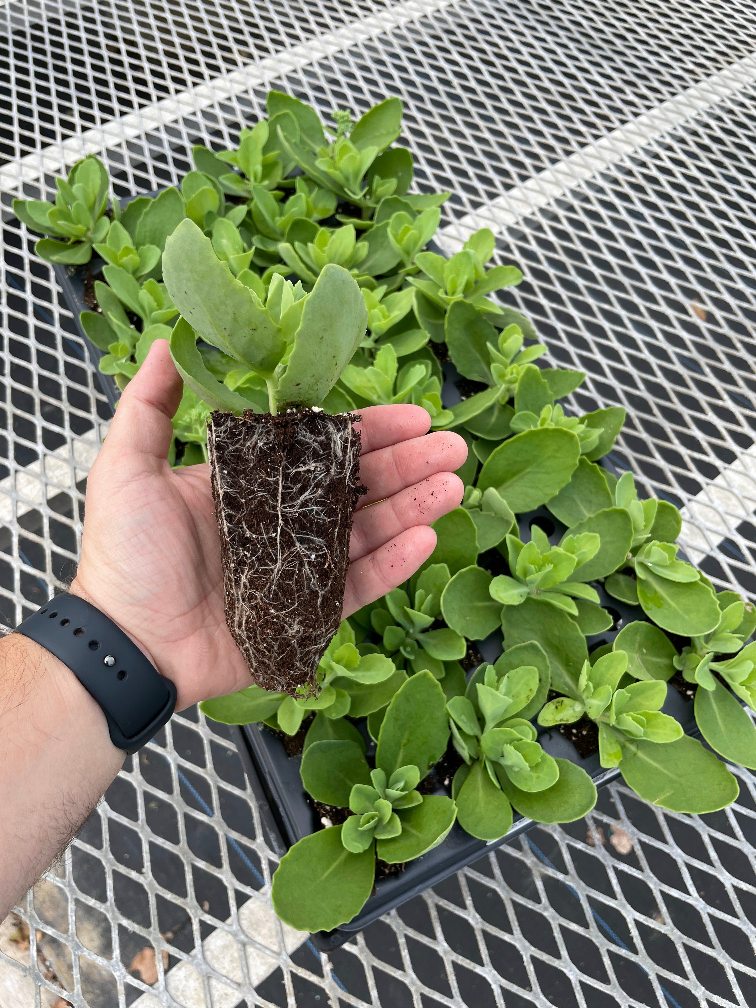 32 cell Perennials Farmer Bailey Inc.