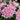 Heirloom Chrysanthemum Growing Guide