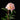 Peony Variety Chart: Form, Color, Bloom Time