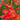 Photo Contest Winner: Maple Bloom Flower Farm