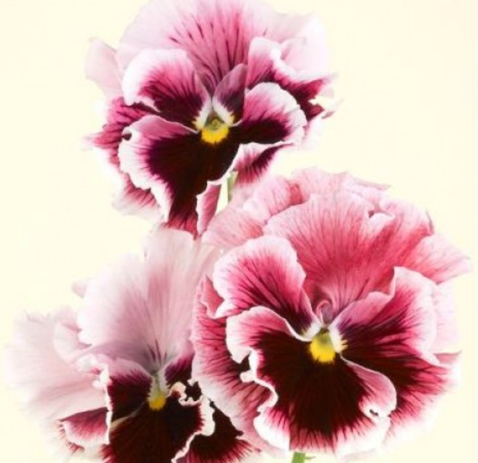 Introducing Pansy Flamenco – Farmer Bailey Inc.
