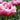 WATCH: Tulips 101