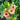 Lisianthus Macherie Rainbow Debut