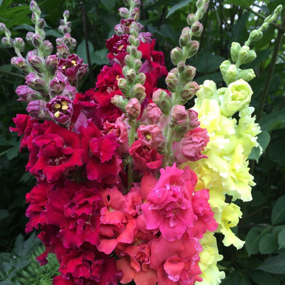 Snapdragon Raisins Snapdragon – Farmer Bailey Inc.