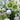 Hellebore Magnificent Bells