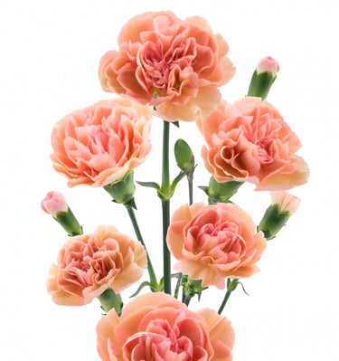 Spray Carnation – Farmer Bailey Inc.
