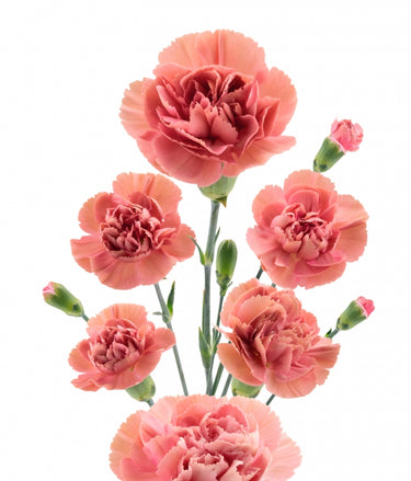 Spray Carnation – Farmer Bailey Inc.