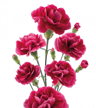 Spray Carnation – Farmer Bailey Inc.