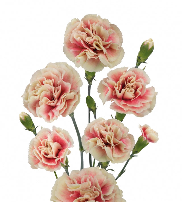 Spray Carnation – Farmer Bailey Inc.