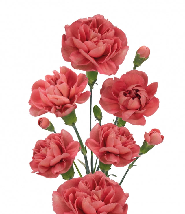 Spray Carnation – Farmer Bailey Inc.
