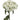 Novelty Dianthus and Carnations