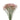Limonium from Tissue Culture- Sinensis types