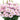 Lisianthus Arosa NEW!!