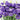 Lisianthus Arosa NEW!!