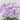 Lisianthus Celeb NEW!
