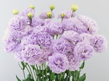Lisianthus Celeb – Farmer Bailey Inc.