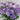 Lisianthus Megalo and Grace NEW!