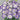 Lisianthus Megalo and Grace NEW!