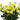 Lisianthus Little Summer and Sabrina