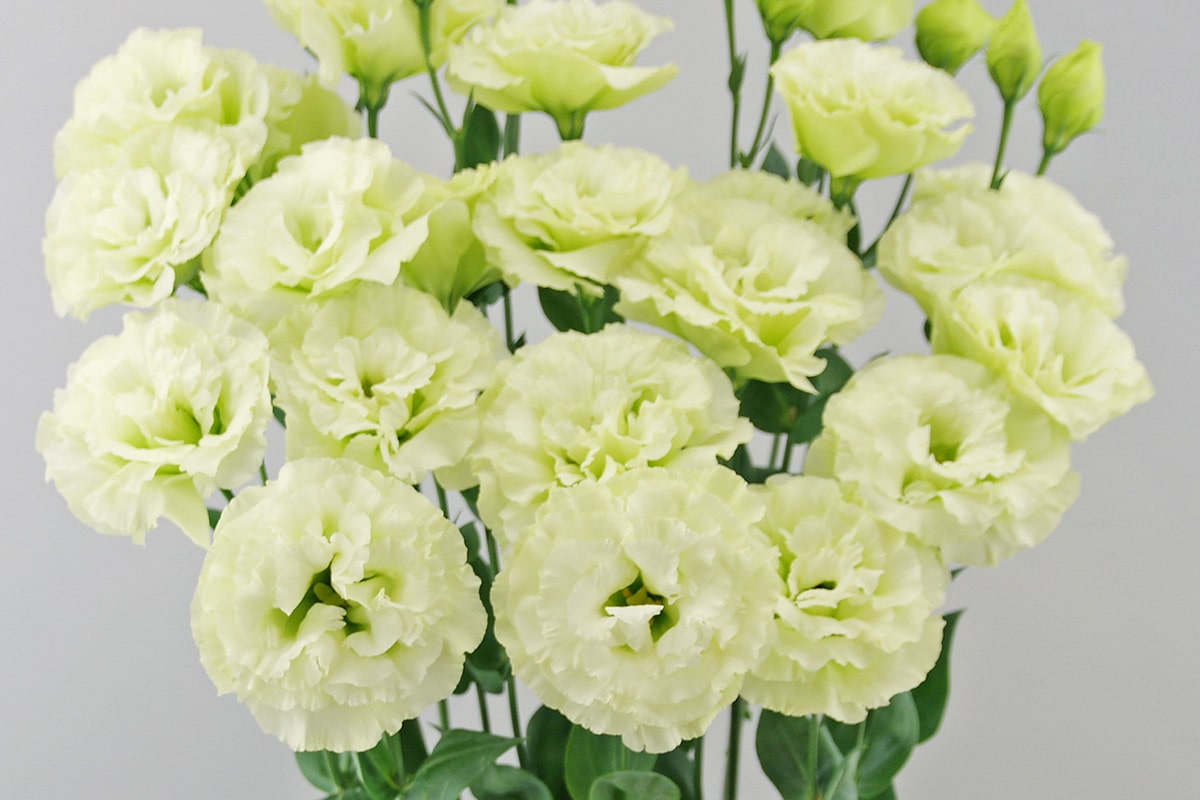 Lisianthus Elegance – Farmer Bailey Inc.