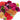Celosia Supercrest Mix