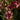 Lisianthus Pucchino