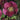 Helleborus HGC® Winter Ballet Collection  (18)