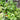 Miscellaneous Herbs M through T