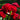 Peony Christmas Velvet (3/5 eye, 50 roots)