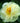 Creamy yellow Peony Early Sensation bloom (Paeonia) with soft petals and golden stamens against green foliage. - Peony Early Sensation (3/5 eye, 50 roots) - Farmer Bailey Inc.