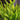 Asparagus Fern