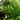 Asparagus Fern