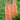 Lupine West Country (32)