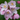Deutzia