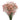 Limonium from Tissue Culture- Sinensis types