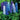 Delphinium Magic Fountain