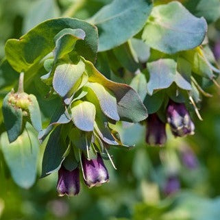 Cerinthe
