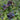 Cerinthe