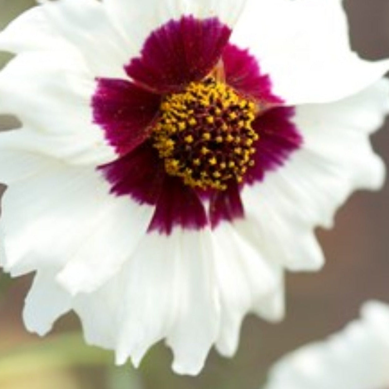 Coreopsis Incredible