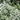 Mountain Mint (32)