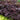 Actaea 'Black Negligee'(36 cell half tray)