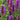 Agastache ‘Blue Boa’ (36 cell half tray)
