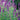 Agastache ‘Blue Boa’ (36 cell half tray)