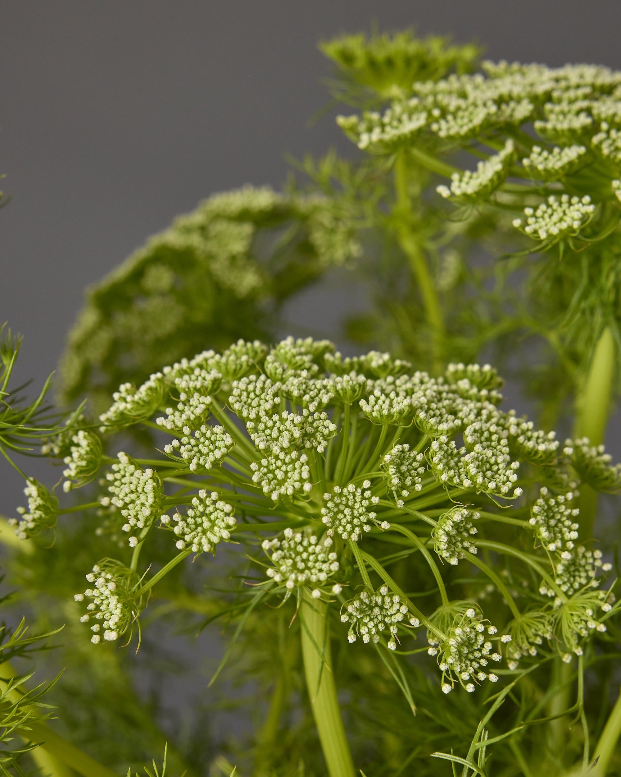Ammi Green Mist