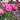 Anemone PUFF® ‘Pink’ (36 cell half tray)
