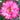 Anemone PUFF® ‘Pink’ (36 cell half tray)