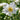 Anemone hupehensis (32)