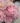Cluster of soft pink Peony Angel Cheeks (Paeonia) blooms showcasing ruffled petals, bare root Dutch peony variety. - Peony Angel Cheeks(3/5 eye, 50 roots) - Farmer Bailey Inc.
